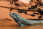 1200px-Green iguana (Iguana iguana)