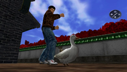 RyoAndDuck