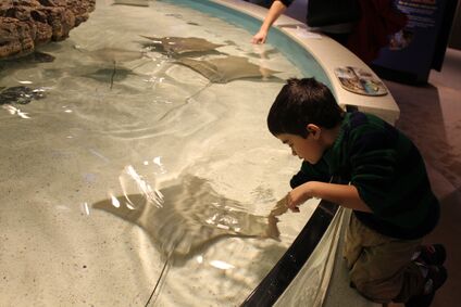 Jonah petting sting rays
