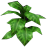 Weed