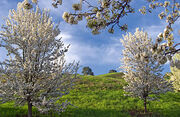 Spring