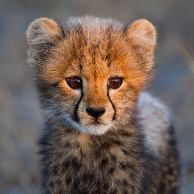 image cute baby cheetah jpg shipping wiki fandom powered by wikia