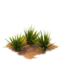 Sw tropicalgrass last