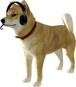 Doge