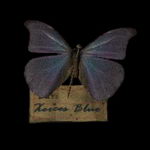 Memento