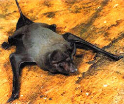Flmastiffbat