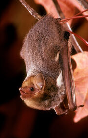 Eastern Red bat