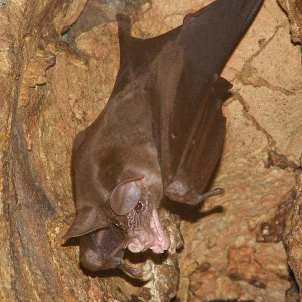 Vampyrum Spectrum Silverwing Wiki FANDOM powered by Wikia