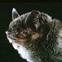 Silver Haired Bat Silverwing Wiki Fandom