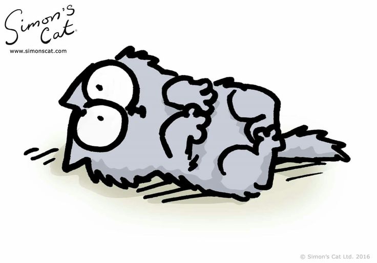 simon's cat teddy