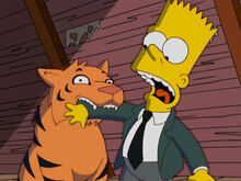 Tigre buttercup morde bart