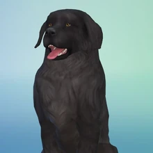 Les Sims 4 Chiens Et Chats Simpédia Wiki Les Sims Fandom