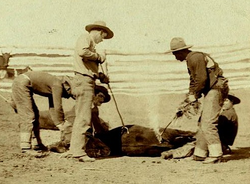Cattle branding