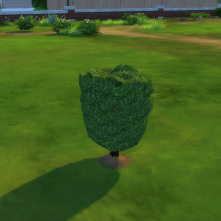 Bonsai Tree The Sims Wiki Fandom