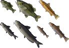 Fisch (Tier)