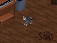 Pompon Chachat