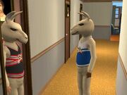 Mascotte