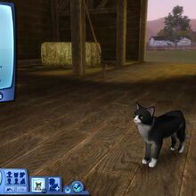Cat The Sims Wiki Fandom