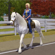 Cheval - Compétence Equitation