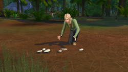 TS4OR Collecting Insects