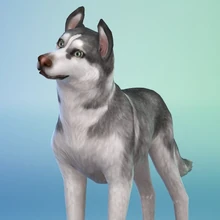 Les Sims 4 Chiens Et Chats Simpédia Wiki Les Sims Fandom