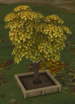 Money Tree The Sims Wiki Fandom Powered By Wikia - money tree