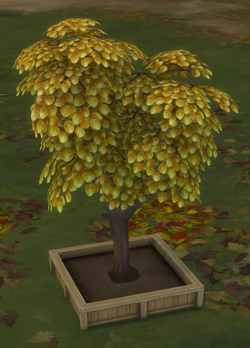 Money Tree The Sims Wiki Fandom Powered By Wikia - 