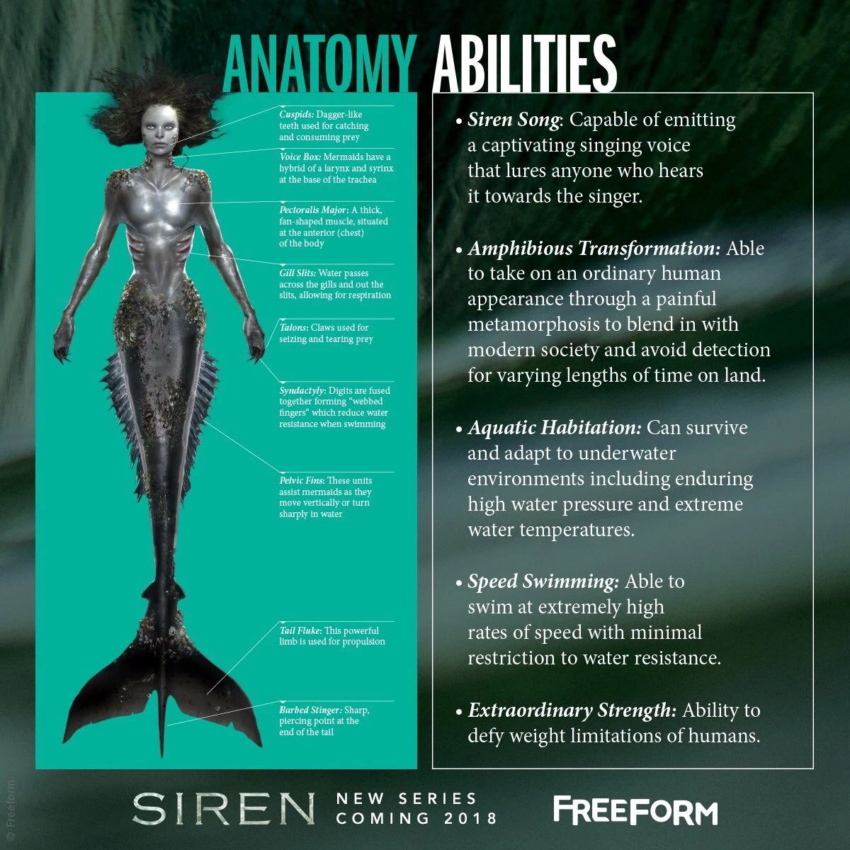Image Freeform Official Mermaid Anatomy And Abilities Poster jpg 
