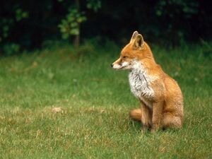 Fox