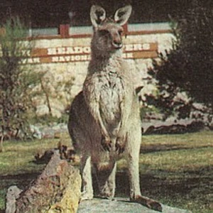 https://vignette.wikia.nocookie.net/skippy-the-bush-kangaroo/images/a/a4/SK15.jpg/revision/latest/top-crop/width/300/height/300?cb=20150522172211