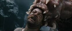 Images-4