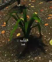 Skyrim leeks
