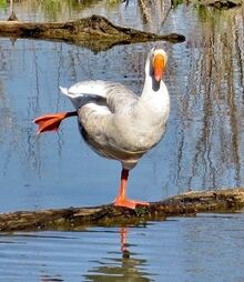 Dancing-duck