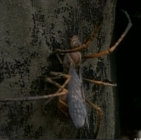 Spiderwasp2