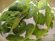 Emerald-tree-boa