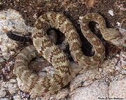 Black tailed rattlesnake