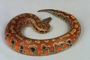 Blood Python