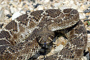 200px-Western Diamondback Rattlesnake