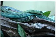 Boomslang