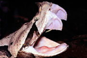 800px-Bitis gabonica fangs