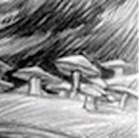Medusoid Mycelium Lemony Snicket Wiki Fandom Medusoid Mycelium Lemony Snicket Wiki Fandom