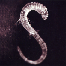 220px-Lachrymose leech