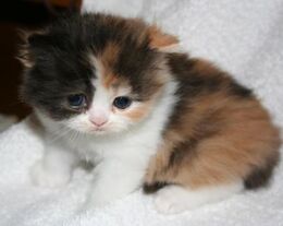 Calico-Kitten