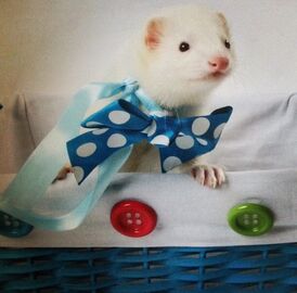 Ferret Anneliese!