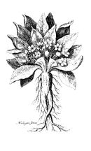 Mandrake