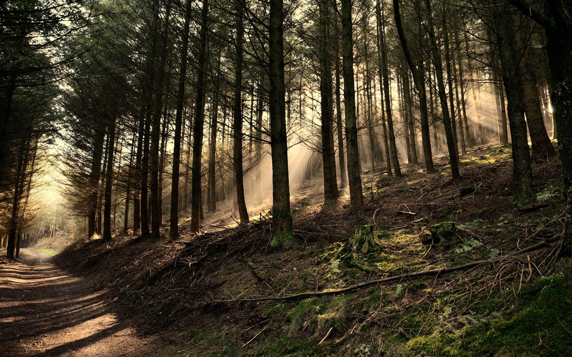 Image Dark Woods Wallpaper 41985 42974 Hd Wallpapers Jpg Dark Woods Wallpaper 41985 42974 Hd Wallpapers Jpg