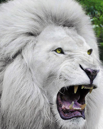 White Lion Something Strange Wiki Fandom