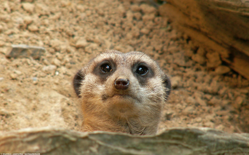 Meerkat Peek
