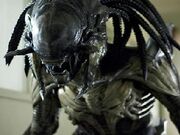 Xenomorph-Predalien-1-