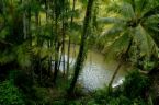 Jungle
